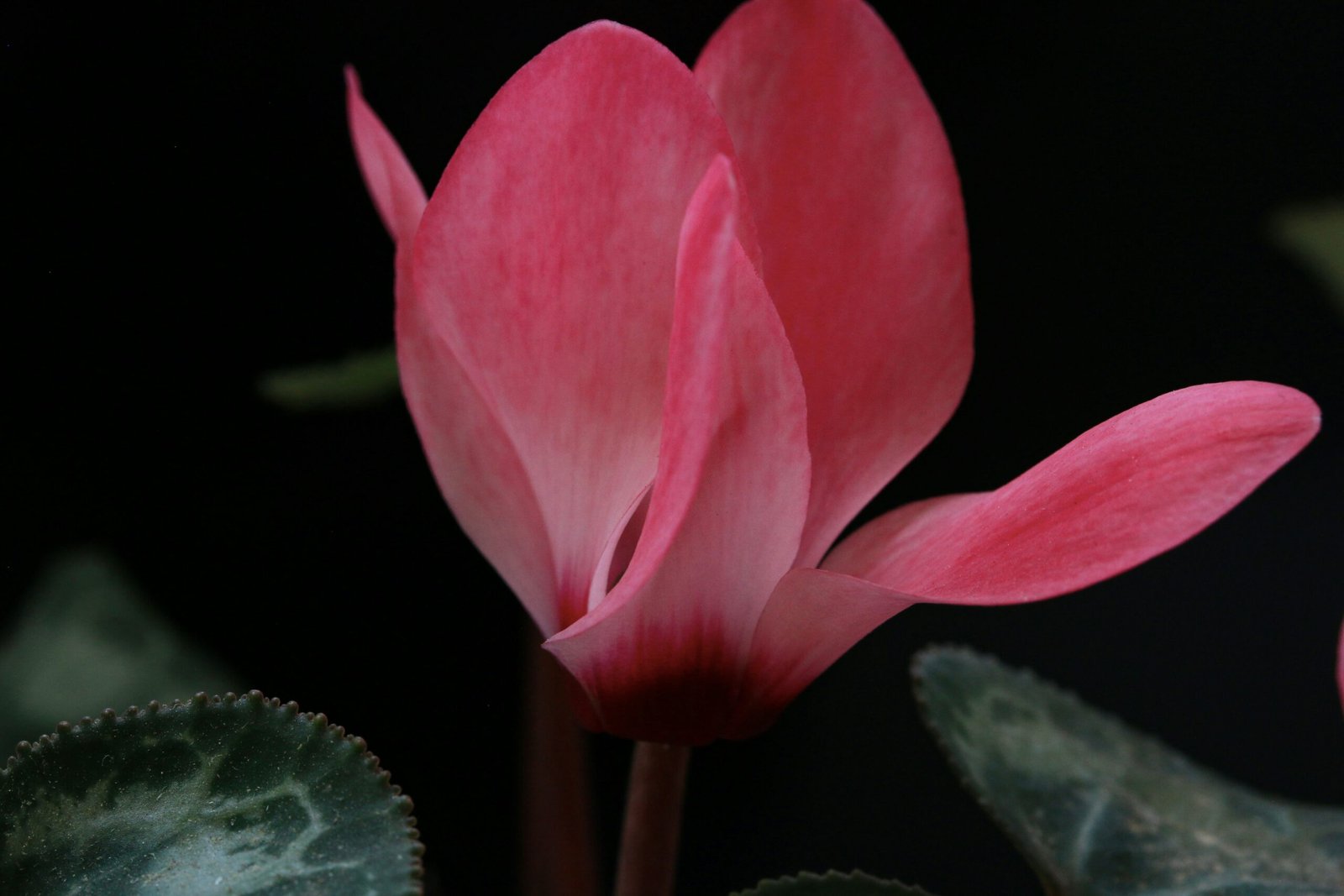 a pink flower with green leaves on a black background